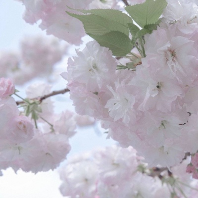 兽设星空元素设计Furry群